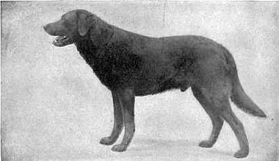 título cachorro labrador retriever = 1910 Labrador Retriever (c) Pietoro