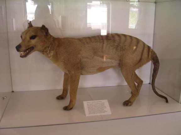 stuffed tasmanian tiger