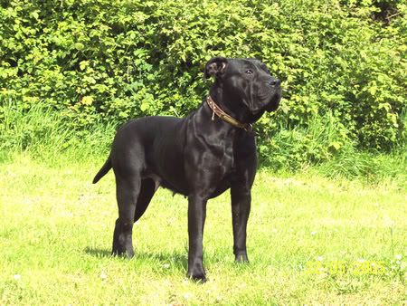 Presa Canario Breeders In Ontario. Black Perro de Presa Canario