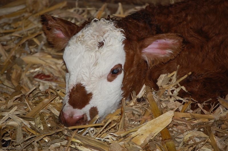 Calving 2012 - Cattle
