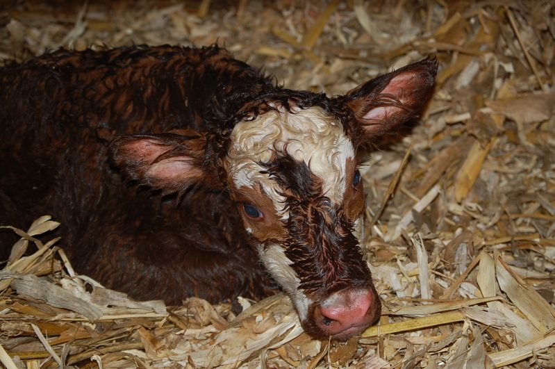 Calving 2012 - Cattle