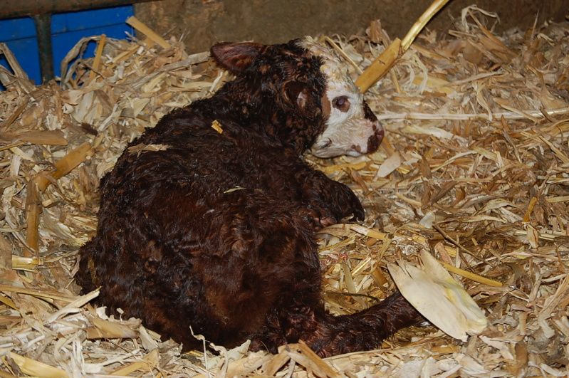 Calving 2012 - Cattle