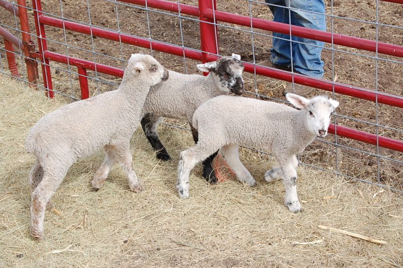 Dottie...back from the brink. - Sheep