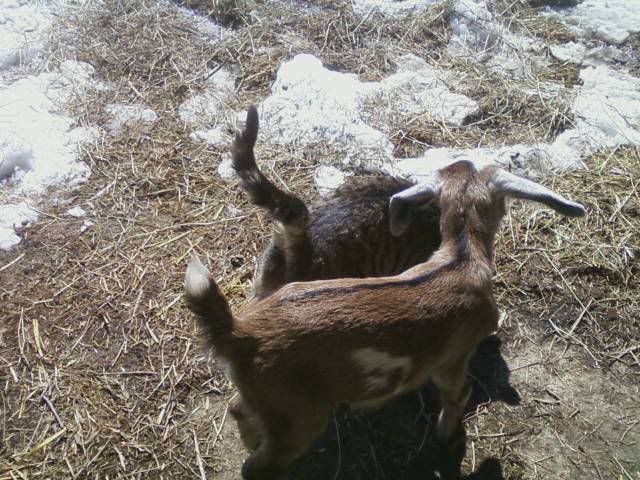I got a new goatie! - Goats