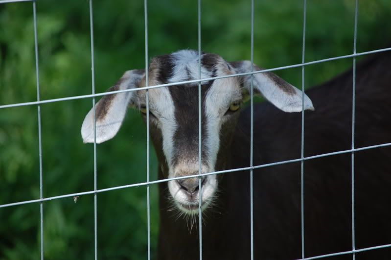 LaMancha X...what kind of ears? - Goats