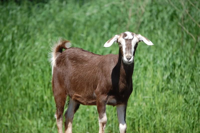 Do I have options????!!!! - Goats