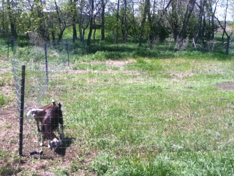 Over dramatic or??? - Goats