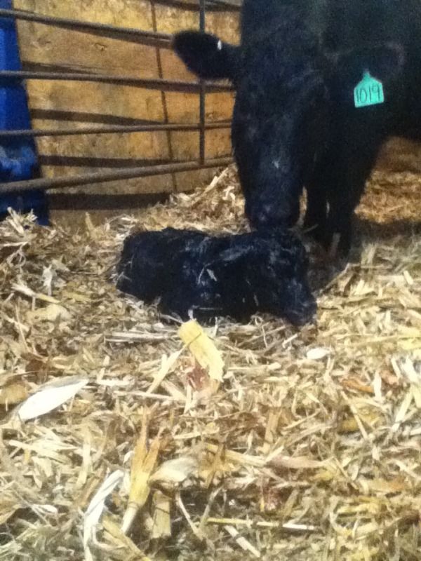 Calving 2012 - Cattle
