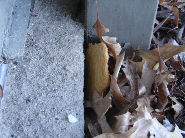 Cookie in a mousehole, The mouse dragged the cookie to its home, but it just won't fit