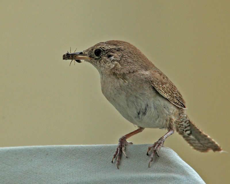 IMAGE: http://img.photobucket.com/albums/v486/elfieh/1D3_2228.jpg