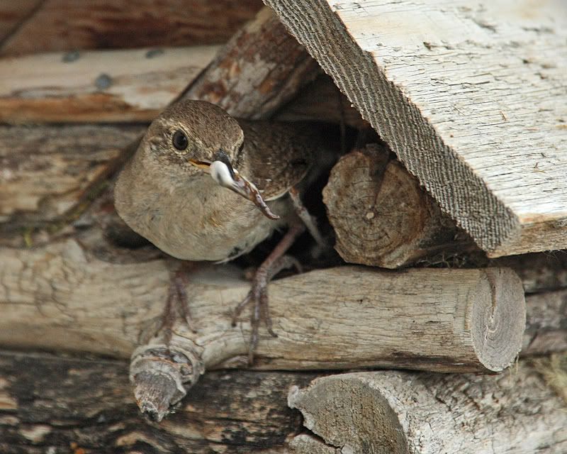 IMAGE: http://img.photobucket.com/albums/v486/elfieh/1D3_2279.jpg