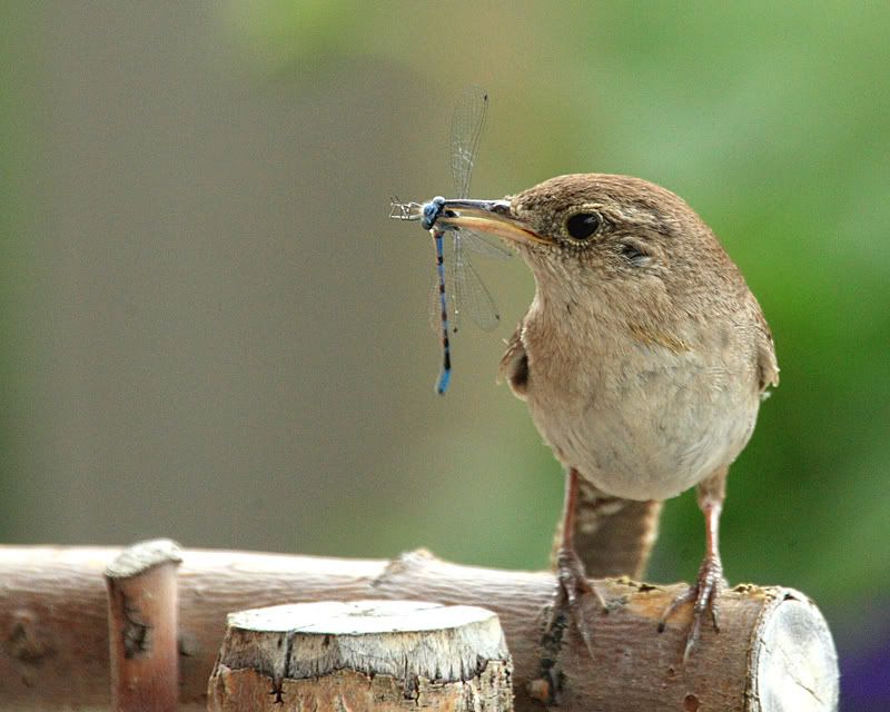 IMAGE: http://img.photobucket.com/albums/v486/elfieh/1D3_2311.jpg