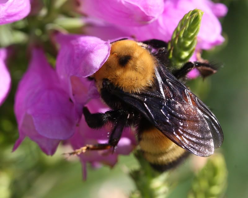 IMAGE: http://img.photobucket.com/albums/v486/elfieh/1D3_6039.jpg