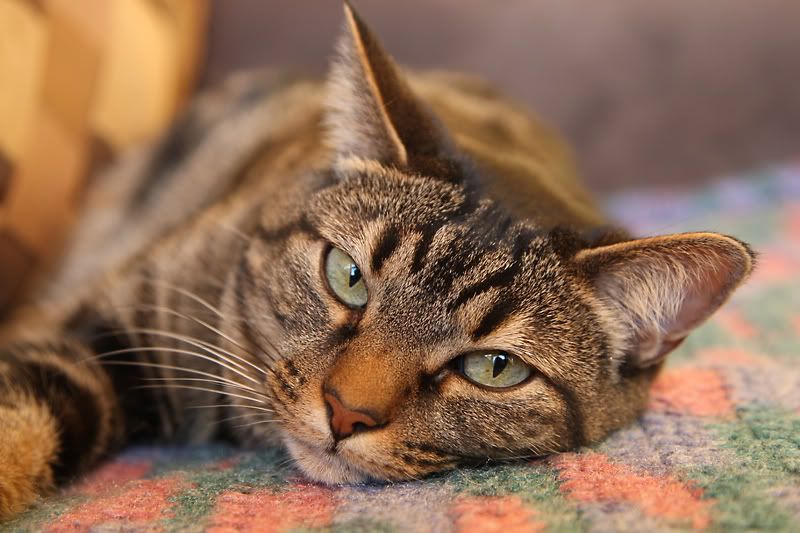 IMAGE: http://img.photobucket.com/albums/v486/elfieh/6I5A0078_s.jpg