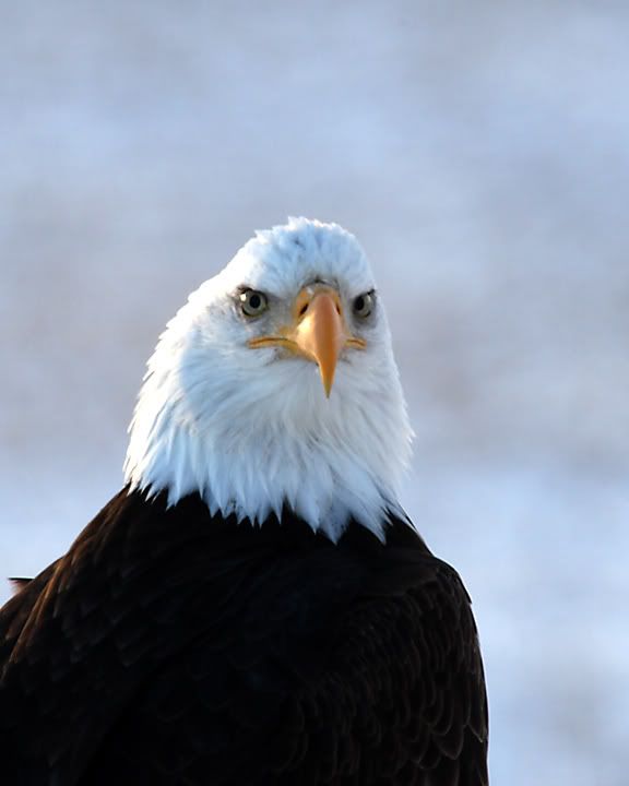 IMAGE: http://img.photobucket.com/albums/v486/elfieh/6I5A0971_s.jpg