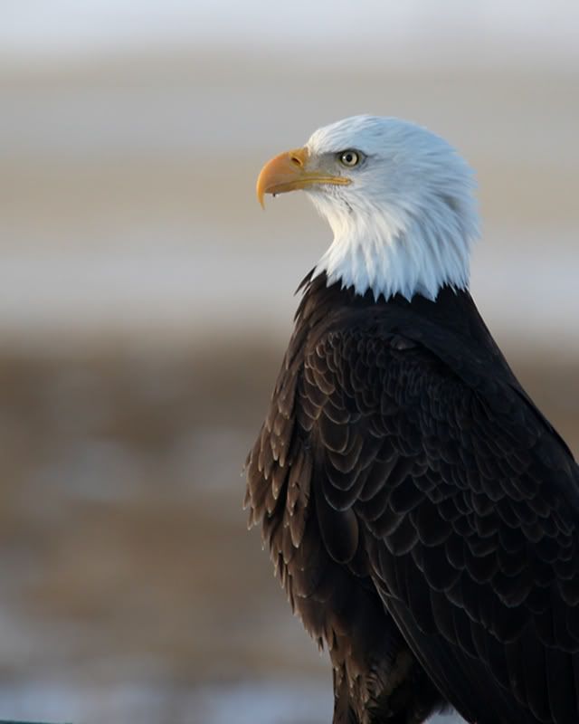 IMAGE: http://img.photobucket.com/albums/v486/elfieh/6I5A1138_s.jpg