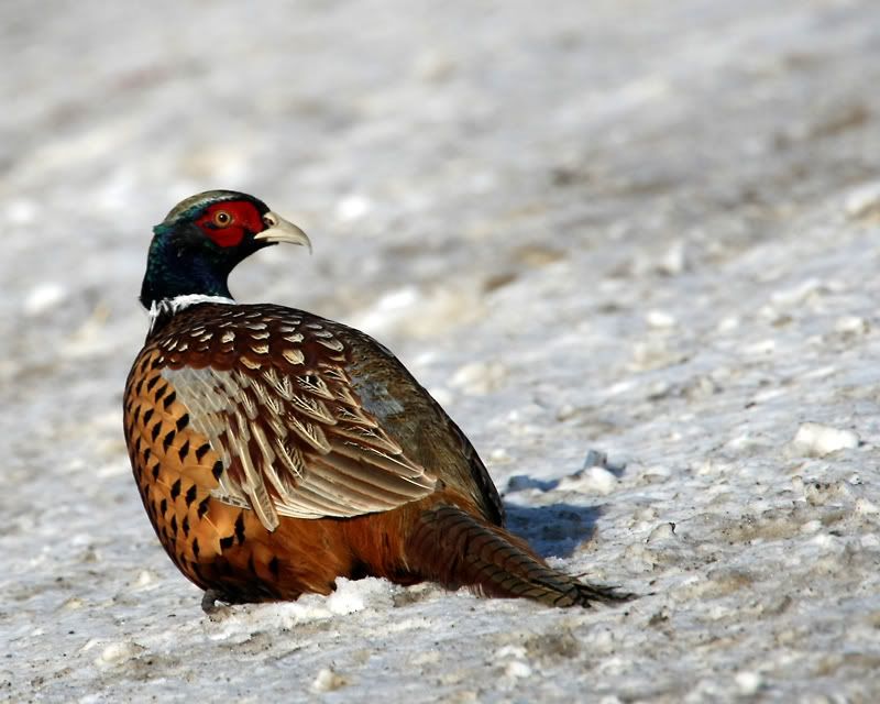 IMAGE: http://img.photobucket.com/albums/v486/elfieh/6I5A2049_f.jpg