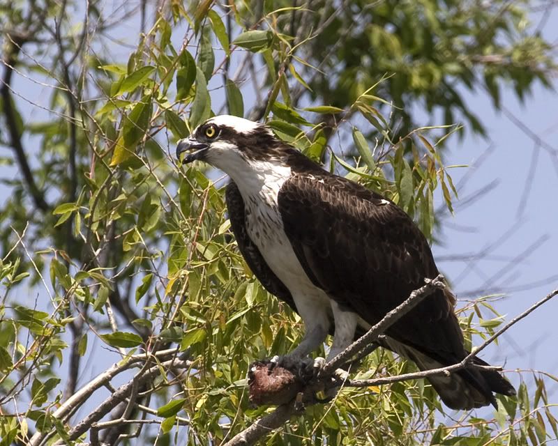 IMAGE: http://img.photobucket.com/albums/v486/elfieh/IMG_0204.jpg