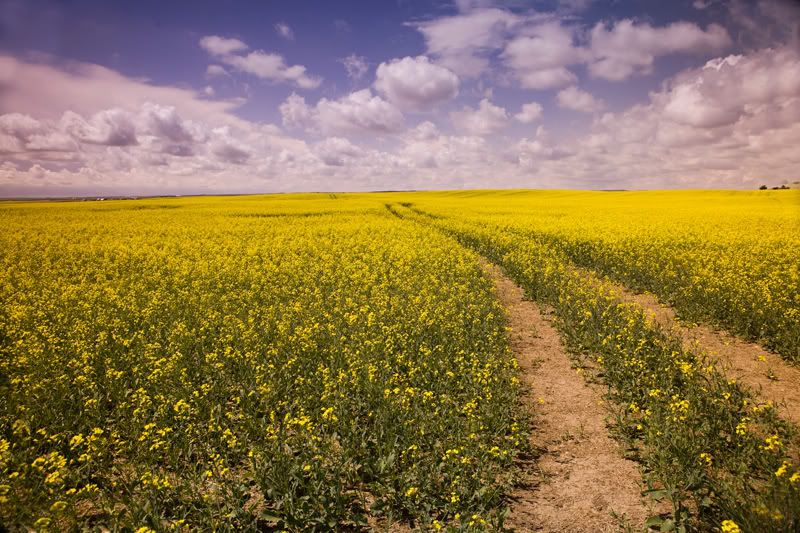 IMAGE: http://img.photobucket.com/albums/v486/elfieh/IMG_0448.jpg