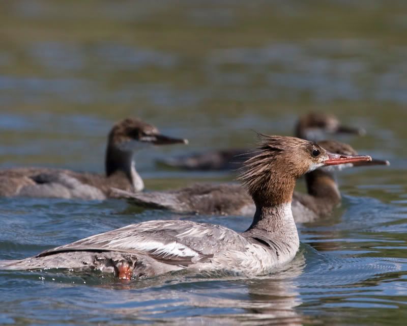 IMAGE: http://img.photobucket.com/albums/v486/elfieh/IMG_0559.jpg