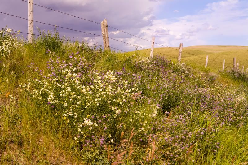 IMAGE: http://img.photobucket.com/albums/v486/elfieh/IMG_0597.jpg