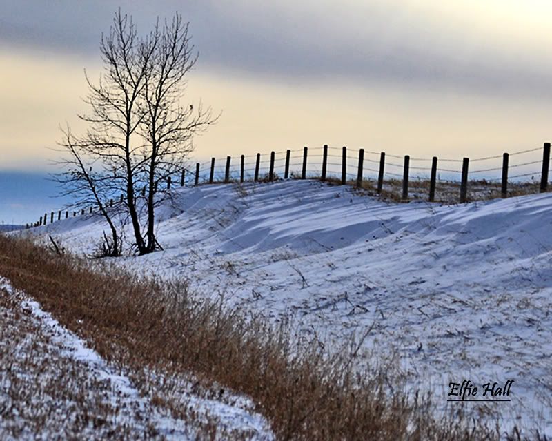 IMAGE: http://img.photobucket.com/albums/v486/elfieh/IMG_0747_800.jpg