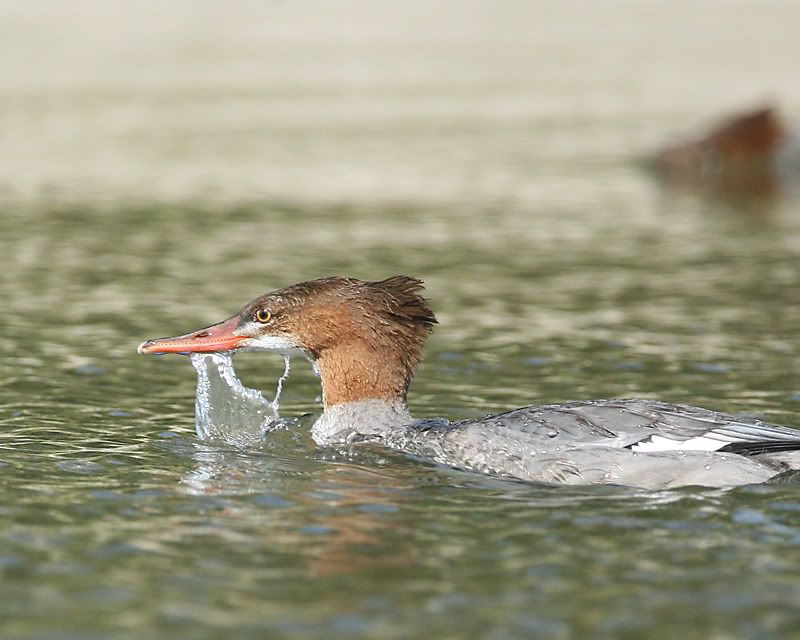 IMAGE: http://img.photobucket.com/albums/v486/elfieh/IMG_1042.jpg