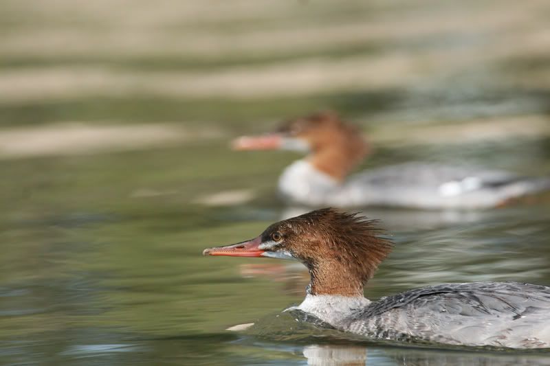 IMAGE: http://img.photobucket.com/albums/v486/elfieh/IMG_1061.jpg