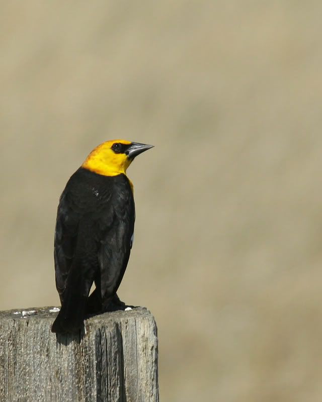 IMAGE: http://img.photobucket.com/albums/v486/elfieh/IMG_2560.jpg