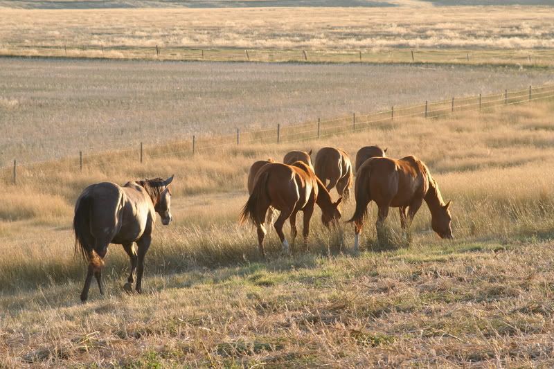 IMAGE: http://img.photobucket.com/albums/v486/elfieh/IMG_5333-1.jpg