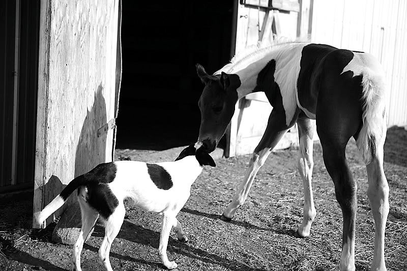 IMAGE: http://img.photobucket.com/albums/v486/elfieh/IMG_8607_bw.jpg