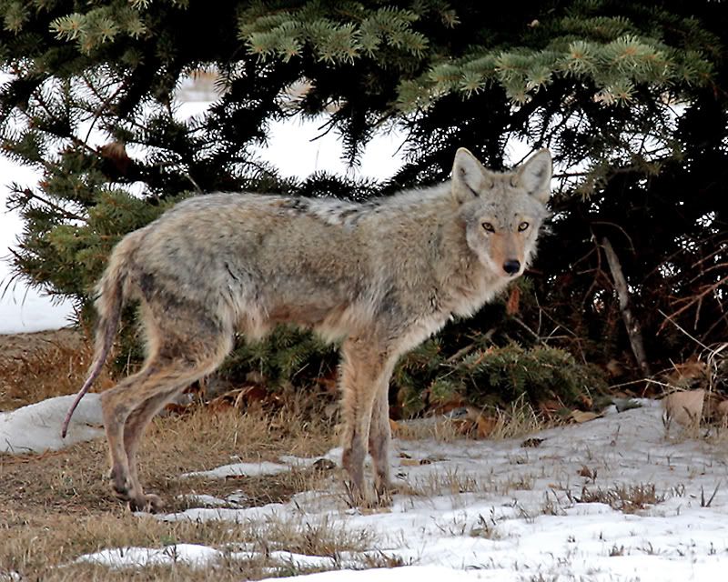 IMAGE: http://img.photobucket.com/albums/v486/elfieh/coyote_sick_800.jpg