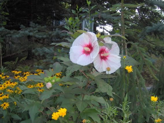 Hibiscus Perennial