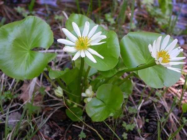 [Image: WinopeeLakeWhiteFlower.jpg]