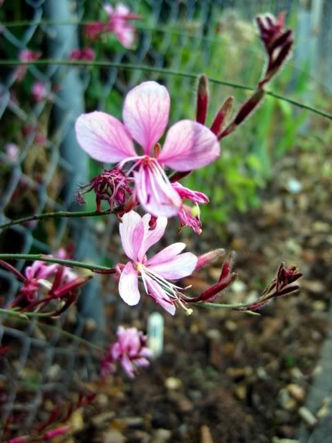 fairy wand plant