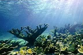 arrecife coralino
