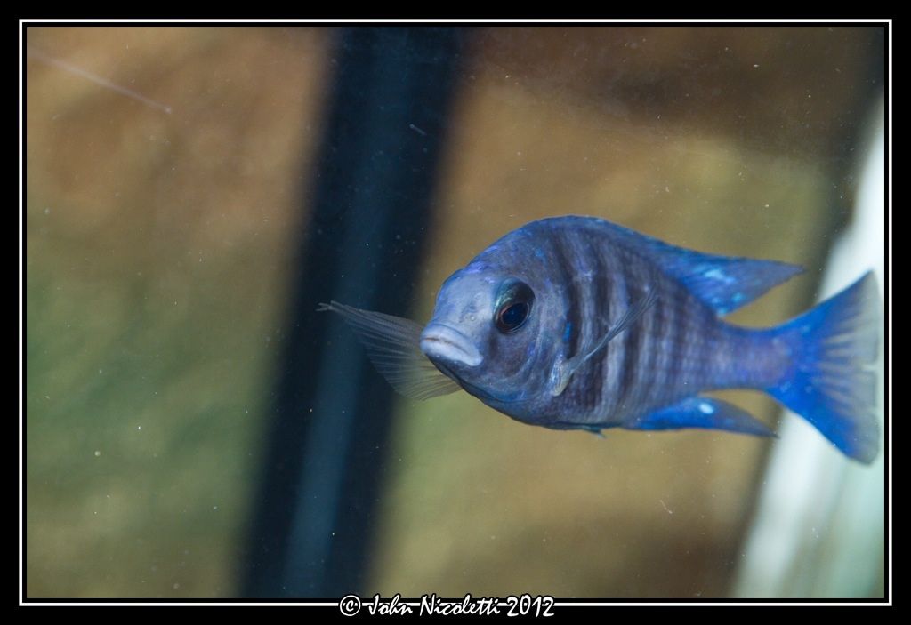 Cichlid-forum • New Shots Of The 125g Peacock Hap Tank