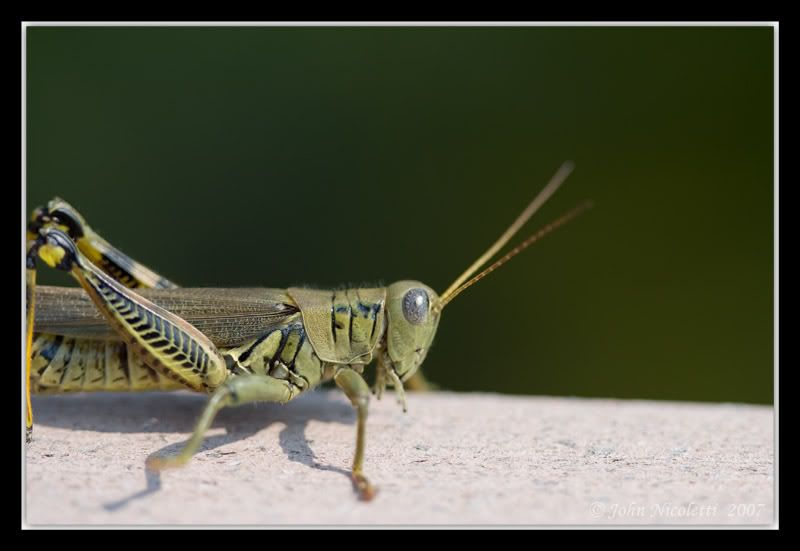 IMAGE: http://img.photobucket.com/albums/v487/jnick1/Grasshopper/Closer.jpg