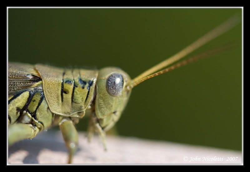 IMAGE: http://img.photobucket.com/albums/v487/jnick1/Grasshopper/Closest.jpg