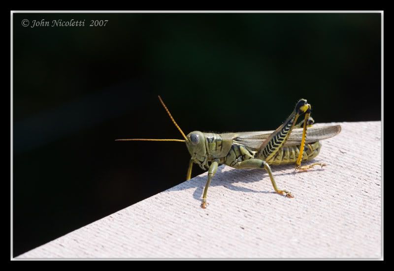 IMAGE: http://img.photobucket.com/albums/v487/jnick1/Grasshopper/FullBody.jpg