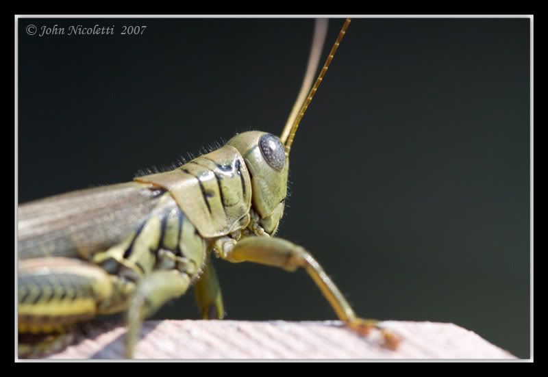 IMAGE: http://img.photobucket.com/albums/v487/jnick1/Grasshopper/Grasshopper.jpg