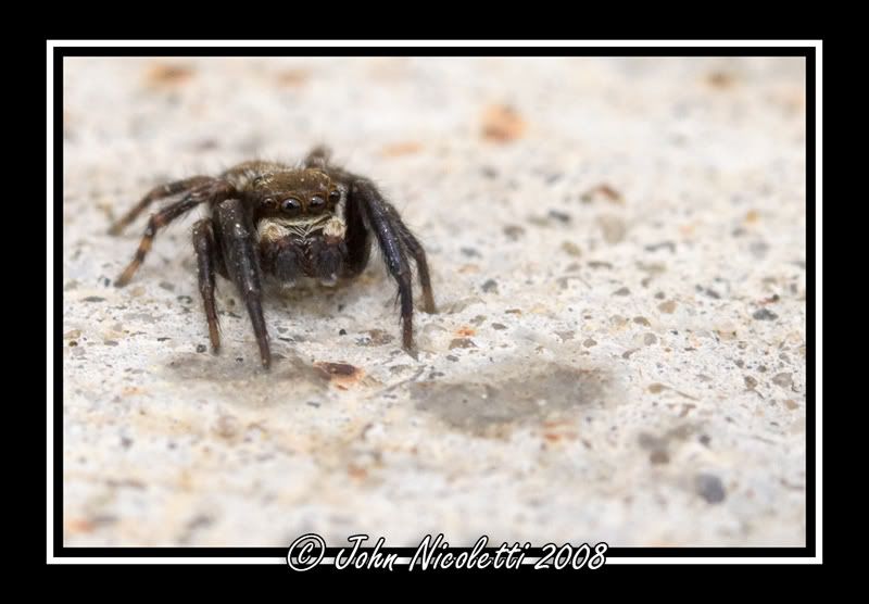 IMAGE: http://img.photobucket.com/albums/v487/jnick1/spider.jpg