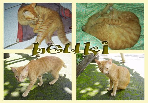 beuki.jpg