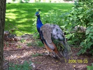 A peacock posing for the camera