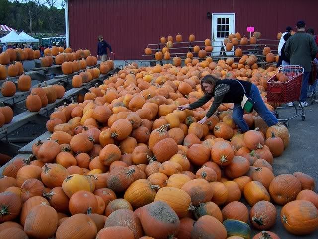 Searching for the perfect pumpkin