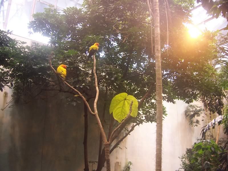 Beautiful birds in the tropical rainforest room