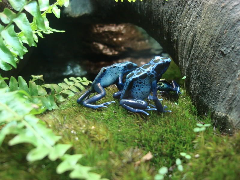 Poisonous blue frog - the ones that make poison darts for blowguns
