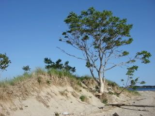 A tree on the bay side of the shore