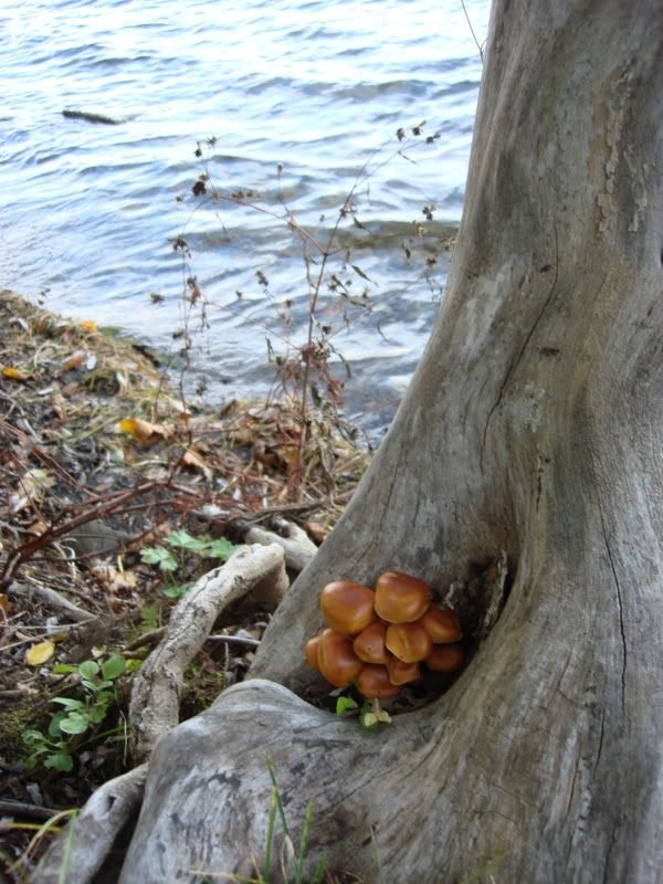 A crop of caramel mushrooms growing on a tree