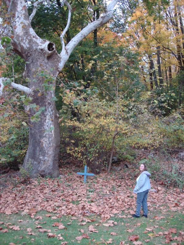 Bee standing under a giant sycamore tree near the Oxford Furnace